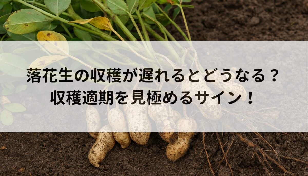 落花生の収穫が遅れるとどうなる？収穫適期を見極めるサイン！