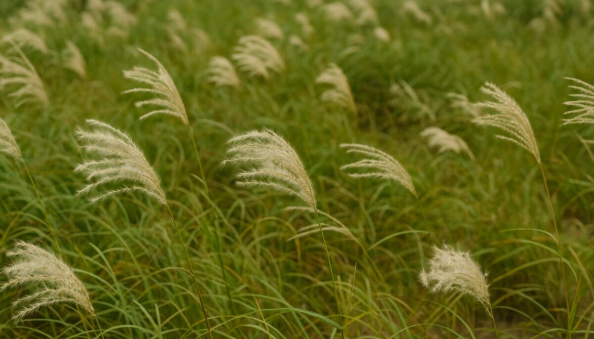 ススキを植えてはいけないのはなぜ？後悔しない育て方で楽しむコツ！