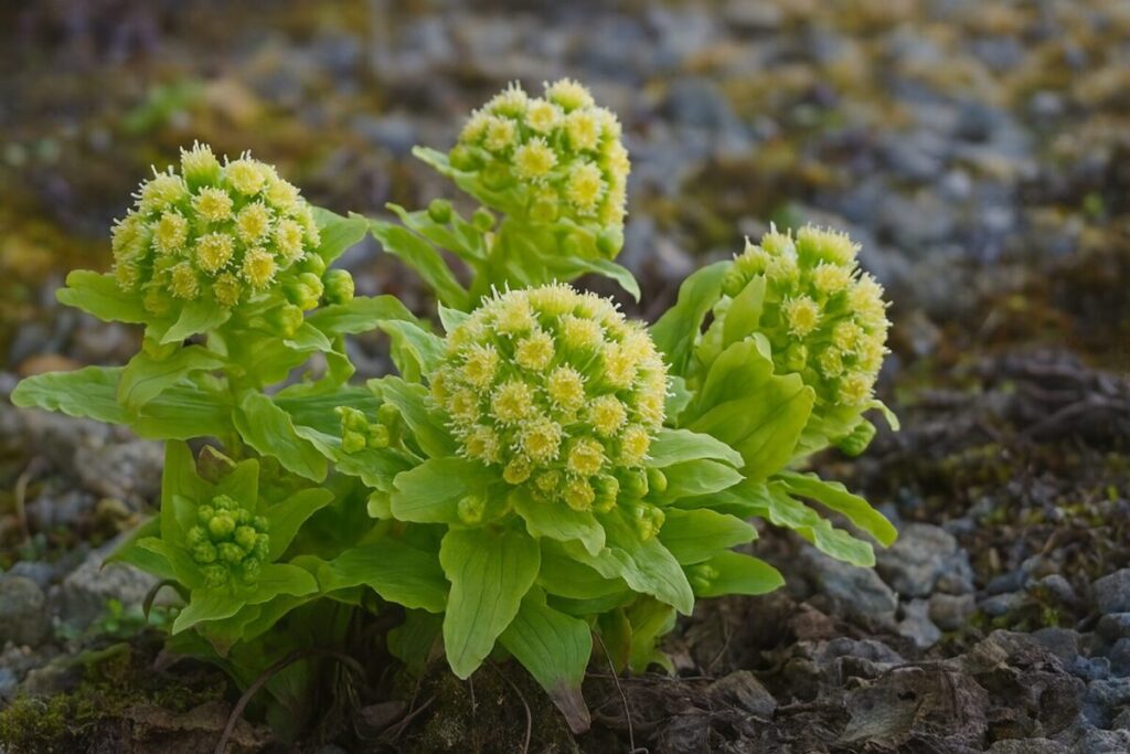 地面から顔を出した黄色い花のふきのとうが並んでいる様子