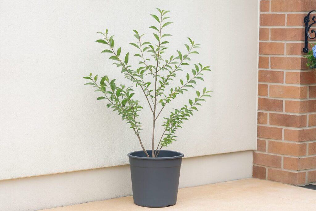ベランダに置かれた鉢植えのハイノキの様子