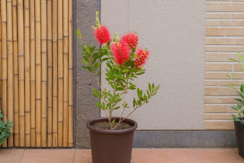 庭先で鉢植えにされたブラシの木