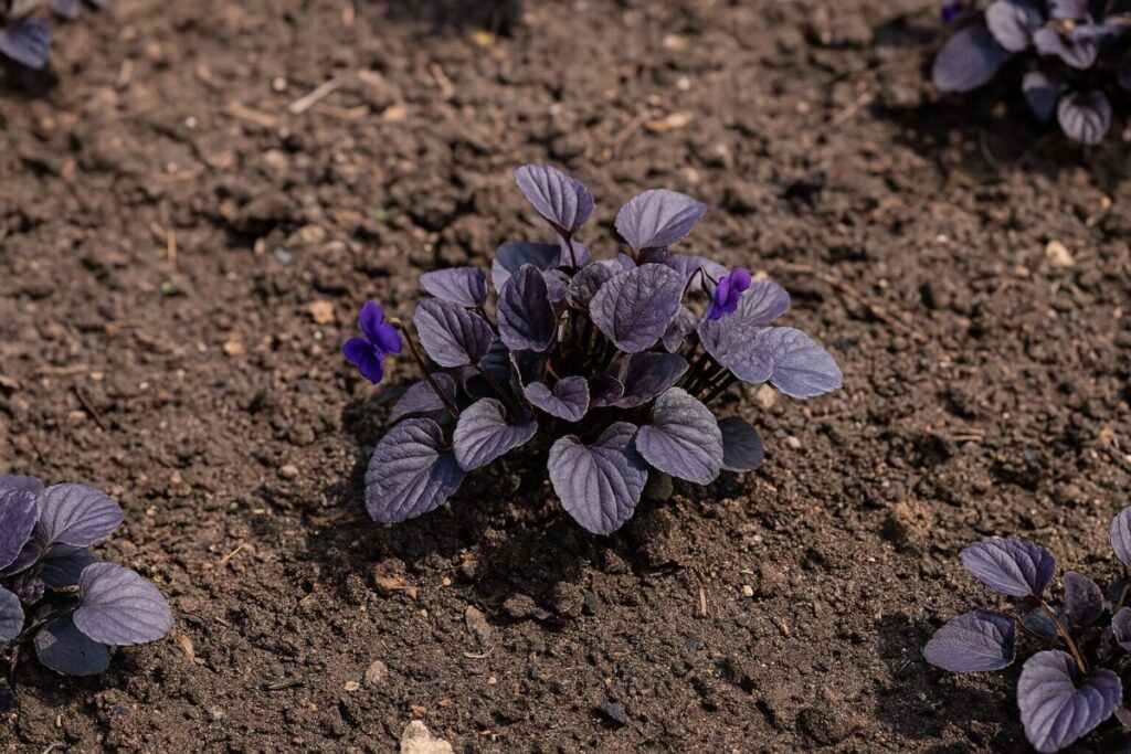 日当たりの良い土に植えられたビオラ・ラブラドリカ